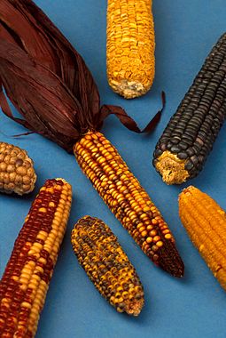 Picture of Maize grown by Native Americans