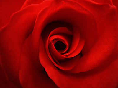a beautiful rose